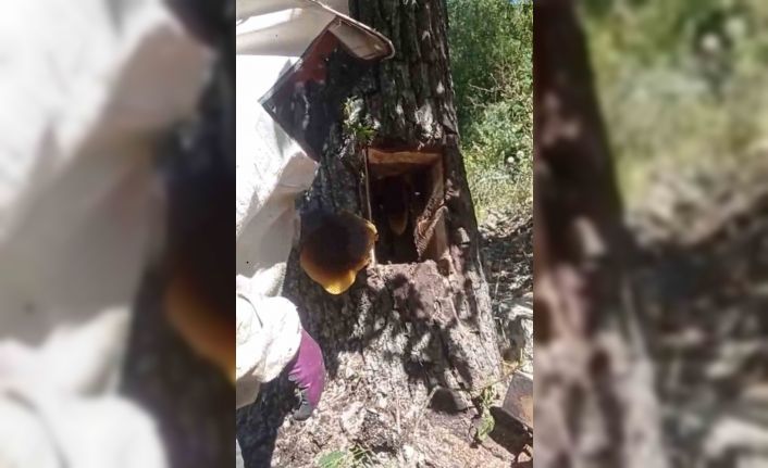 Ağaç kovuğundan kilo kilo bal çıktı