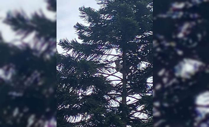 Ağaçta mahsur kalan kedi kurtarıldı