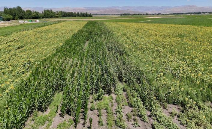 Ağrı’da çiftçinin bostanı örnek oldu: Sebze, meyve ve tahıl bir arada