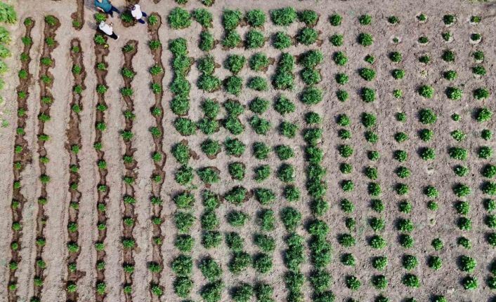 Ağrı’da hibeli sebze üretimi meyvesini verdi, hedef 14 bin ton verim