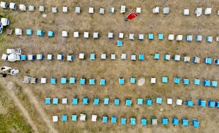 Ağrı’da kadınlar bal üretimine yöneliyor