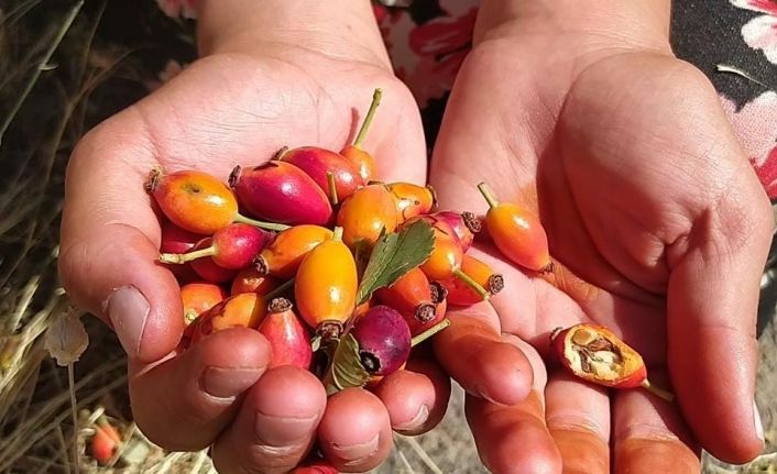 Ağrı’da kuşburnu mevsimi başladı, dağlar şifa kaynağına dönüştü