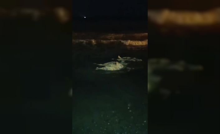 Akdeniz’e düşen angus kıyıya vurdu