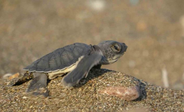 Akdeniz’in simgesi yavru carettaların çıkışı tüm hızıyla sürüyor