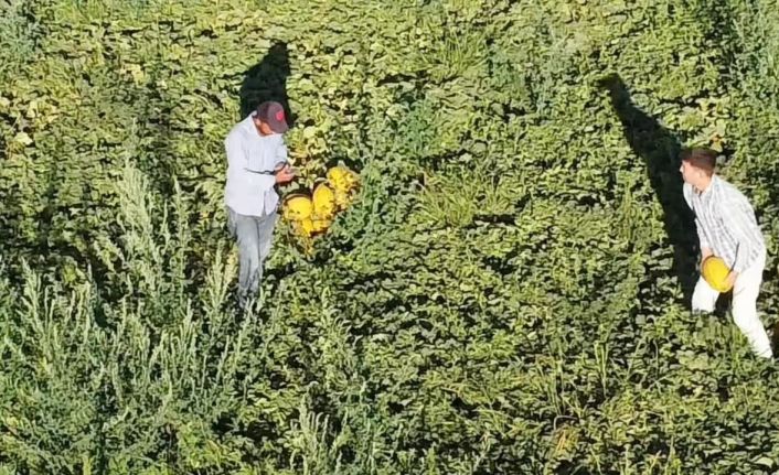 Aksaray’ın kavun ve karpuzu lezzetiyle ilgi görüyor