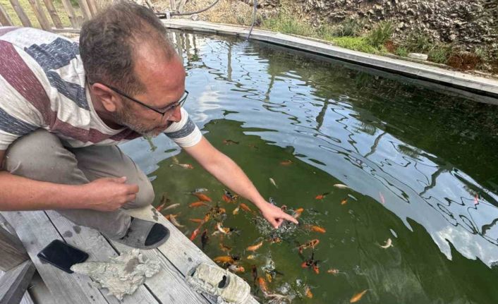 Akvaryum sevgisini yüzme havuzuna taşıdı