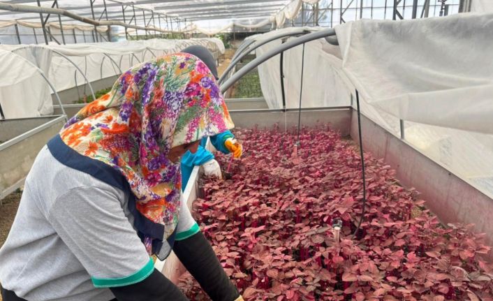 Alanya Belediyesi’nde kadınlar sahada