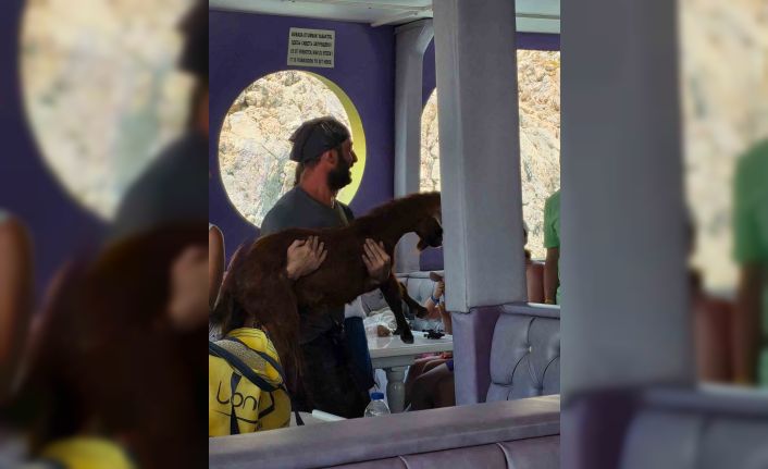 Alanya’da 3 gündür mahsur kalan dağ keçisini tur teknecileri kurtardı