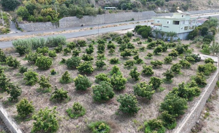 Alanya’da erkenci Clifton cinsi avokado hasadı başladı