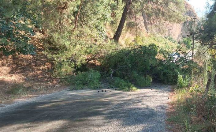 Alaşehir’de devrilen ağaç yolu ulaşıma kapattı