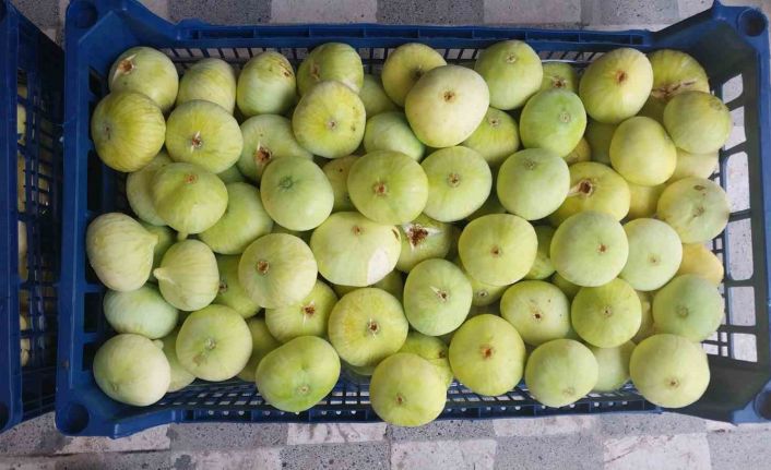 Altından bal damlayan incir üreticisinin yüzü güldü