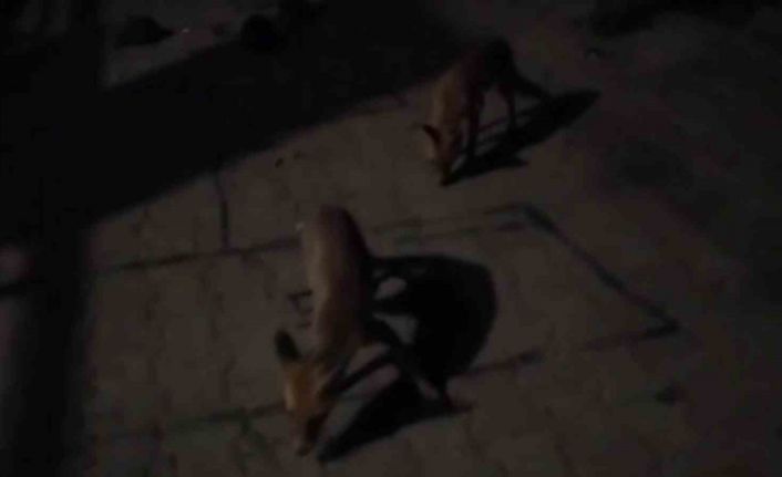 Amasyalı çiftçiden aç kalan tilkilere pasta, kirpilere fıstık