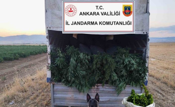 Ankara’da arazilerine skunk eken 2 kişi gözaltına alındı