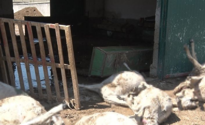 Ankara’da sel besi çiftliğini vurdu: 25 küçükbaş hayvan telef oldu