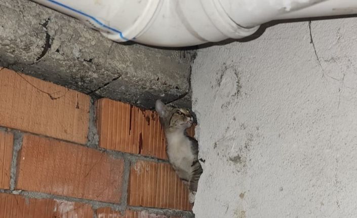 Anne kedi ve 4 yavrusu sıkıştıkları yerden kurtarıldı