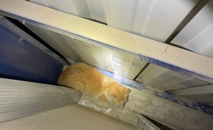 Antakya’da market duvarı arasında mahsur kalan kediyi itfaiye kurtardı