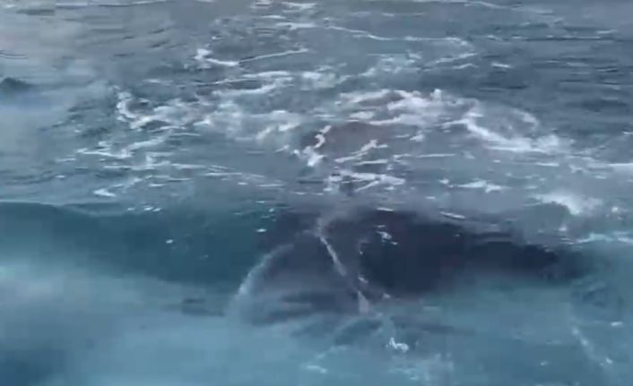 Antalya’da kayalıklar arasına giren yavru balina kurtarıldı