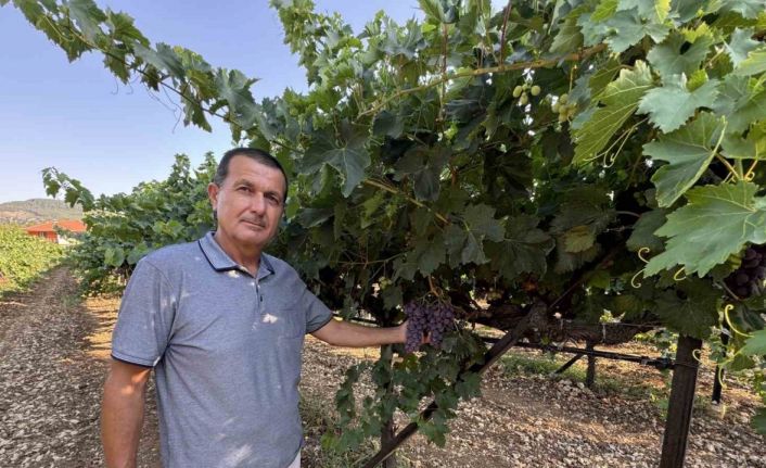 Antalya’da üzümde bu yıl yüzde 25 rekolte bekleniyor