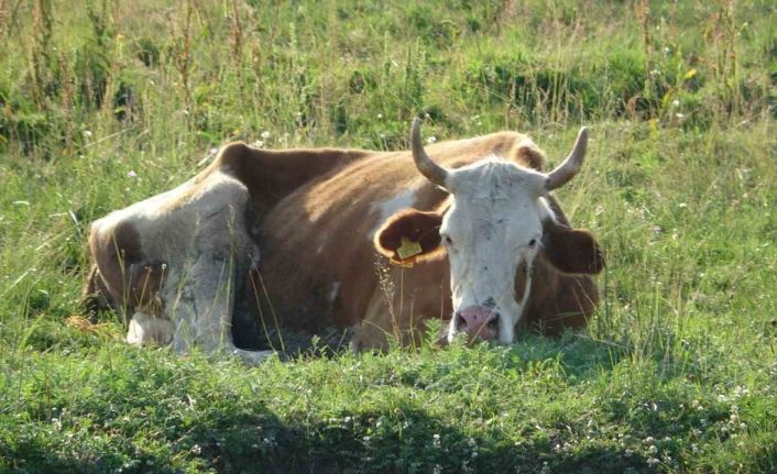 Ardahan’da şap korkusu