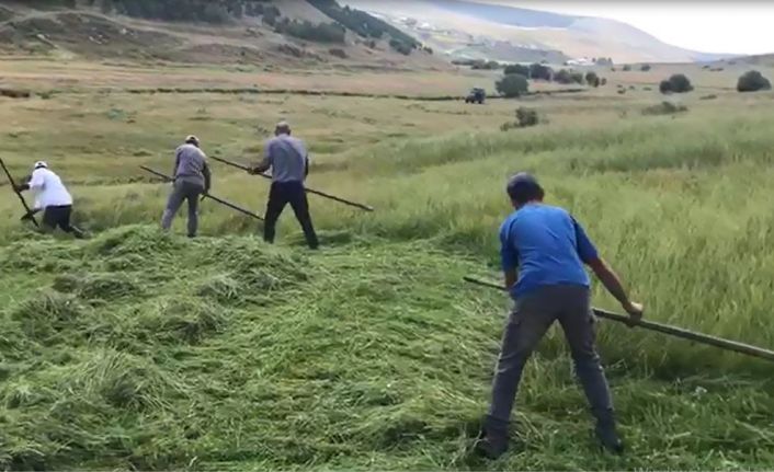 Ardahanlı çiftçilerin tırpanlarla zorlu ot biçme mesaisi