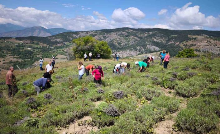 Ardanuç’ta kadın kooperatifinden lavanta hasadı ve doğal ürün üretimi başladı