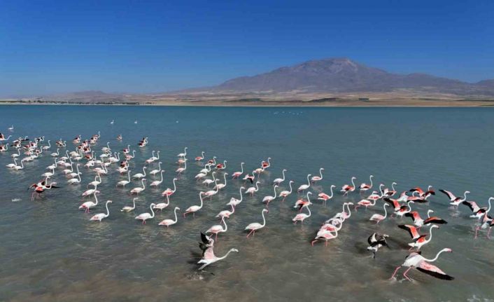 Arin Gölü’nde flamingoların Süphan Dağı eşliğinde mest eden dansı