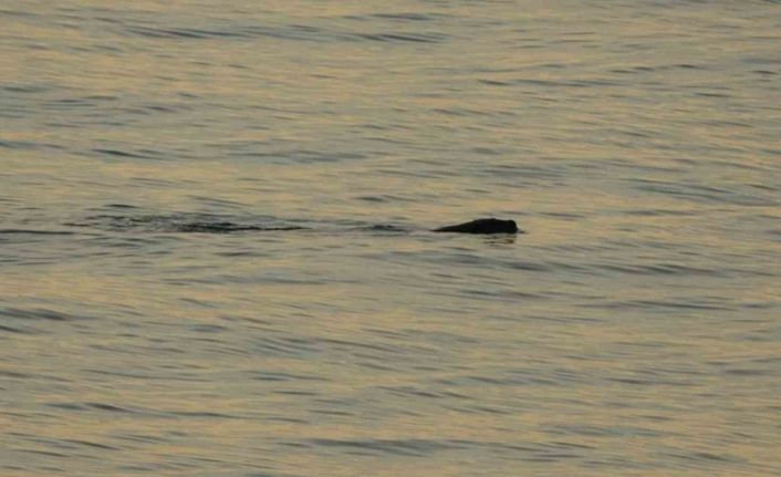 Artık çok sık görülmeye başladılar