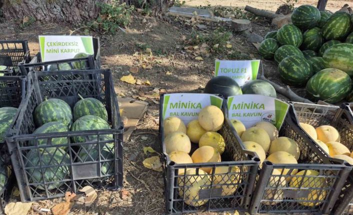 Artık kavun ve karpuz yerli tohumla Kasım’a kadar sofralarda olacak