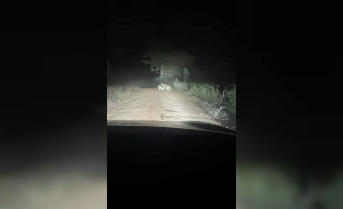 Artvin’de yayla yolunda ayı ve yavrusu görüntülendi, anne ayı araca saldırdı