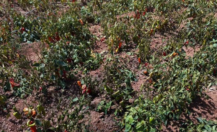 Aşırı sıcaklar tarladaki biberi yaktı