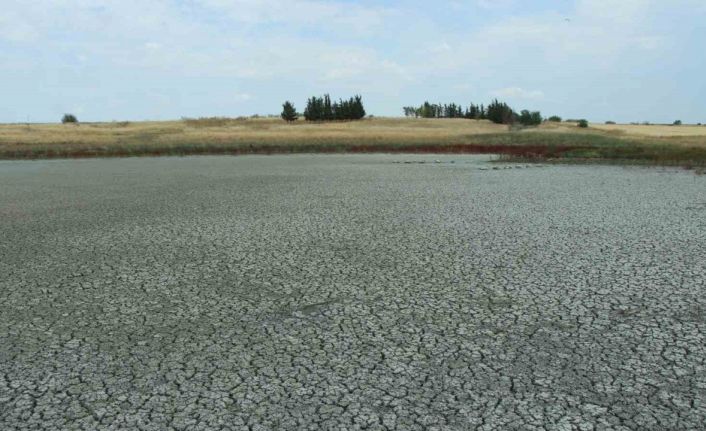 Aşırı sıcaklarda suları çekilen göletlerde balıklar yaşam mücadelesi veriyor