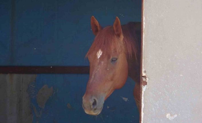 Attan beklenmedik hareket: Babasının kucağındaki çocuğu ısırarak alıp havaya fırlattı