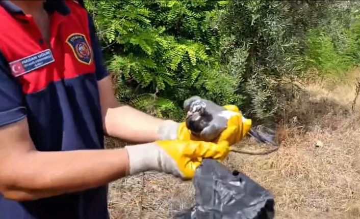 Ayağına poşet dolanan kuşu itfaiye kurtardı