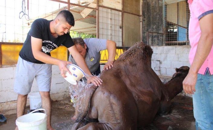Aydın’da çöl sıcaklarından olumsuz etkilenen develer yıkamaya alındı