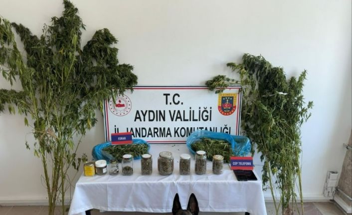 Aydın’da jandarmadan uyuşturucu operasyonu: 12 şüpheli yakalandı