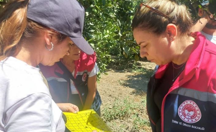 Aydın’da turunçgil yeşillenme hastalığına karşı çalışmalar sürüyor