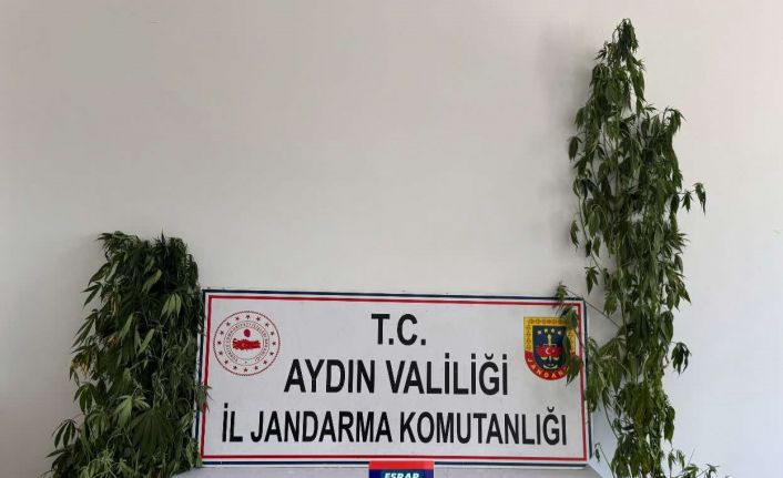 Aydın’da uyuşturucu operasyonu: 13 şüpheli yakalandı