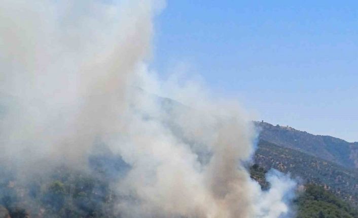 Aydın’da zirai alan yangını