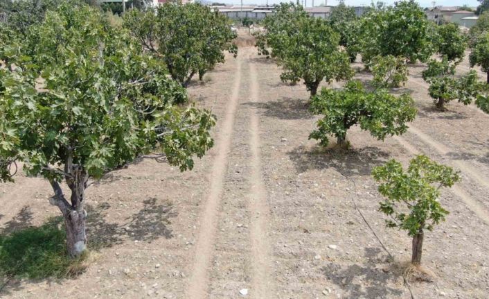 Aydın’dan, iklim değişikliği sorununa doğal çözüm