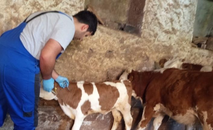 Aydıntepe’de de sonbahar dönemi şap aşılama kampanyası başladı