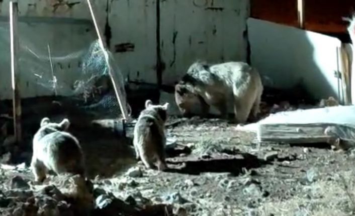 Ayı ailesi şantiyede yiyecek aradı