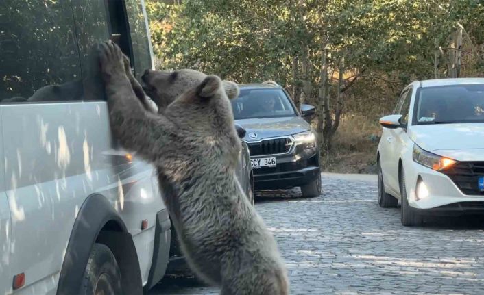 Ayıya ekmek veren vatandaş saldırıdan son anda kurtuldu