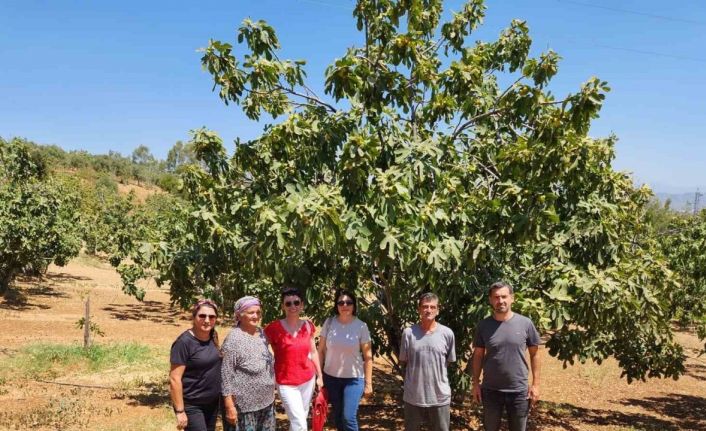 AYTO’dan Aydın inciri için ’Coğrafi İşaret’ denetimi