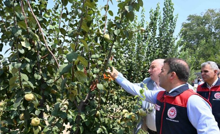 Ayva üretiminde kalıntısız tarım için üreticilere tuzak dağıtıldı