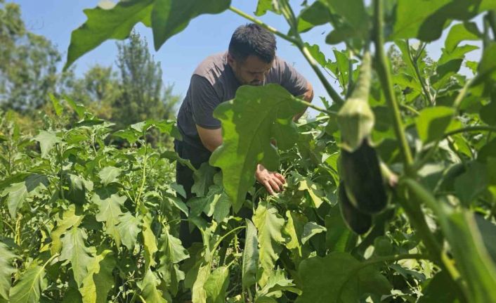 Baba mesleğini bıraktı, 25 yıldır toprağa emek veriyor