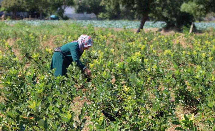 Bafra Ovası’nda aronya üretimi yaygınlaşıyor