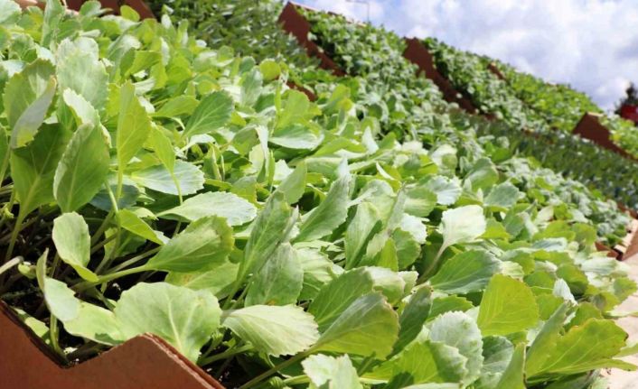 Bafra Ovası’nda ihracata uygun sebze üretilecek