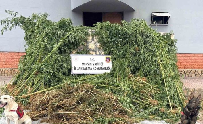 Bahçesinde kenevir yetiştiren şüpheli 45 kilo esrarla yakalandı