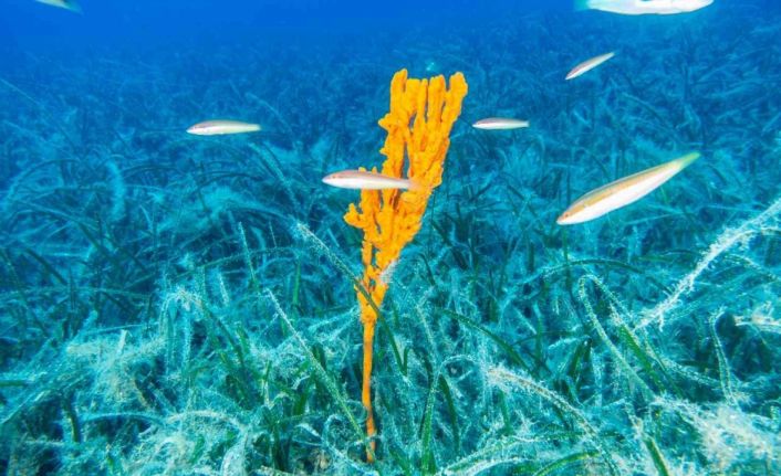 Bakan Kurum: "Pina ve deniz çayırları Marmara’ya nefes oluyor"