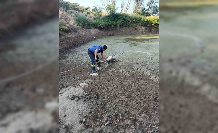 Balçıkta mahsur kalan kuzu operasyonla kurtarıldı